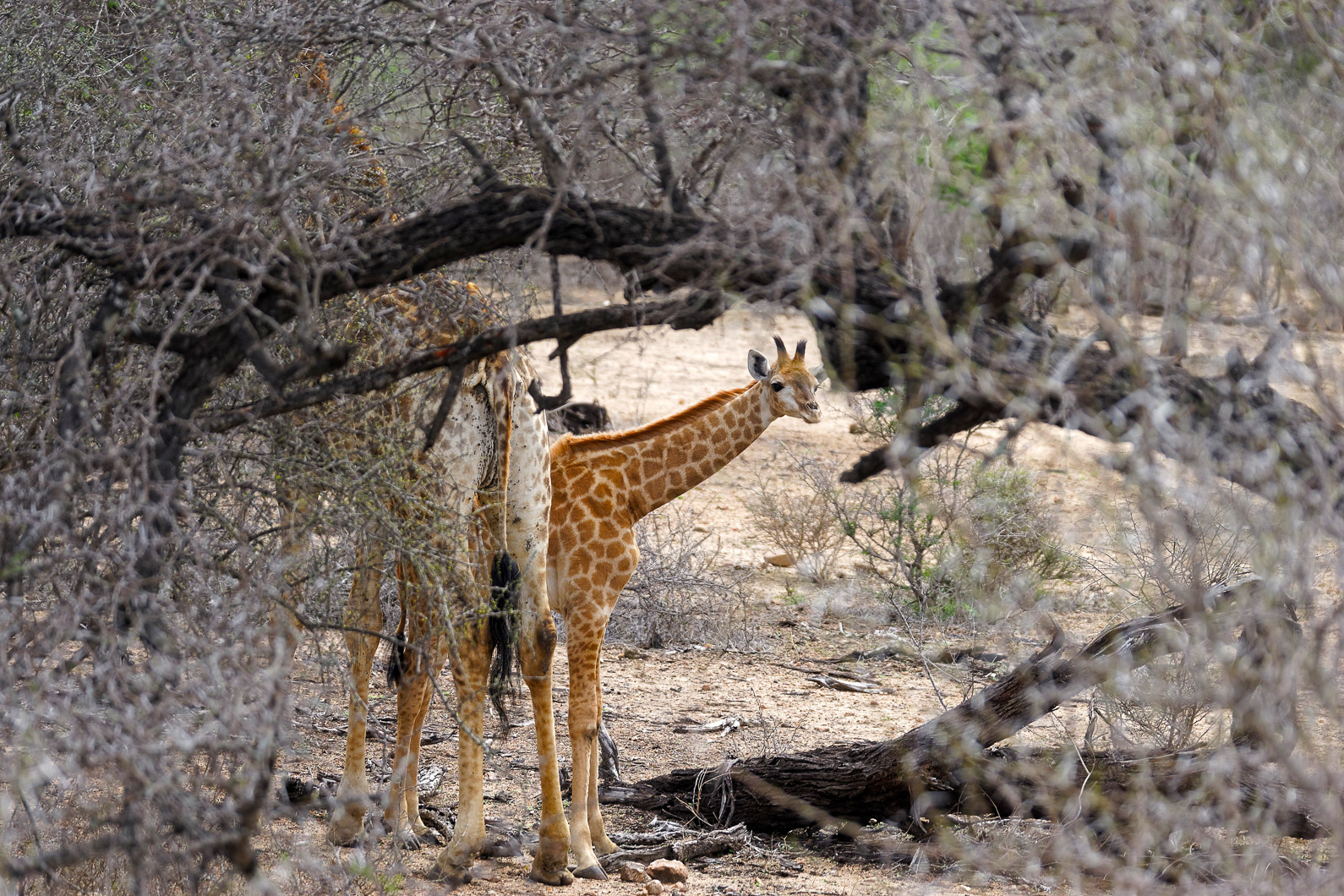 20161112 094813 Giraffen